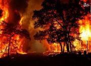 فیلم/ آتش سوزی درختان براثر انفجار مواد محترقه