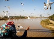 عکس/ پل سفید اهواز میزبان پرنده‌های مهاجر